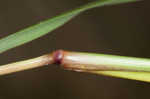 Tufted lovegrass